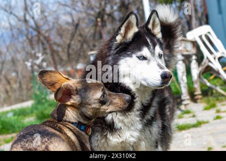 photos de chien husky pendant la marche Banque D'Images