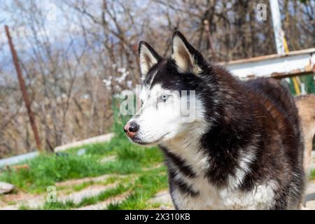 photos de chien husky pendant la marche Banque D'Images