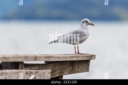 Eine Möwe steht auf einem Geländer eines Holzstegs am Zugersee. (Zoug, Schweiz, 10.09.2022) Banque D'Images