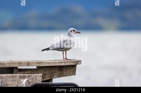 Eine Möwe steht auf einem Geländer eines Holzstegs am Zugersee. (Zoug, Schweiz, 10.09.2022) Banque D'Images