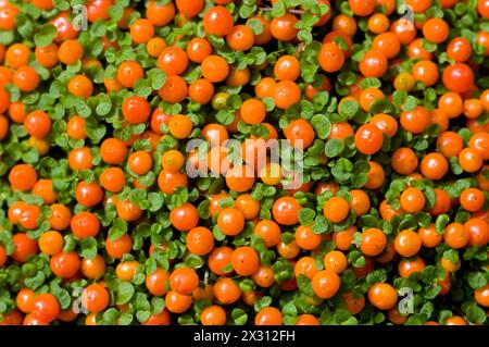 Plante de perles de corail Banque D'Images