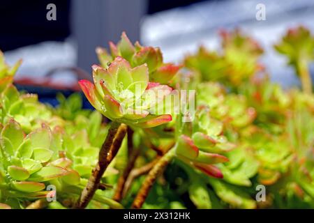 Gros plan d'une succulente Sedum palmeri ensoleillée Banque D'Images