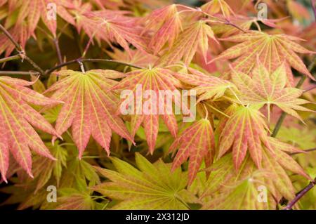 Acer shirasawanum « Moonrise » Banque D'Images