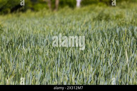 Wachsender Weizen auf einem Feld im Zürcher Unterland. (Oberglatt, Schweiz, 21.05.2022) Banque D'Images