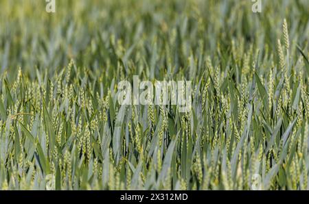 Wachsender Weizen auf einem Feld im Zürcher Unterland. (Oberglatt, Schweiz, 21.05.2022) Banque D'Images