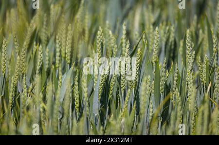 Wachsender Weizen auf einem Feld im Zürcher Unterland. (Oberglatt, Schweiz, 21.05.2022) Banque D'Images