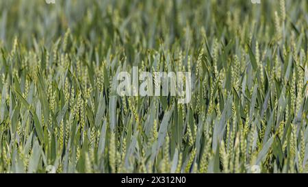 Wachsender Weizen auf einem Feld im Zürcher Unterland. (Oberglatt, Schweiz, 21.05.2022) Banque D'Images