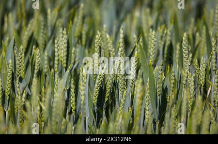 Wachsender Weizen auf einem Feld im Zürcher Unterland. (Oberglatt, Schweiz, 21.05.2022) Banque D'Images