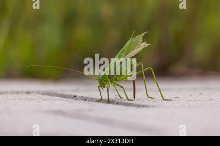 Eine Heuschrecke auf dem Steinboden sucht nach einem Platz, WO sie die Eier ablegen kann. (Rafz, Schweiz, 10.07.2022) Banque D'Images