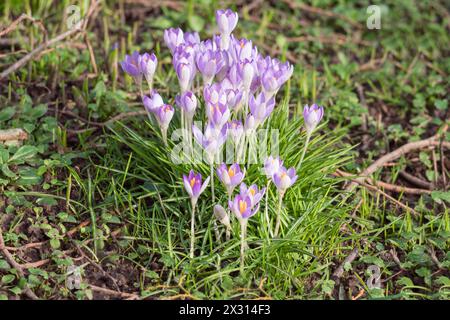 Early Crocus Lilas beauté après les précipitations Herefordshire Angleterre Royaume-Uni. Février 2024 Banque D'Images