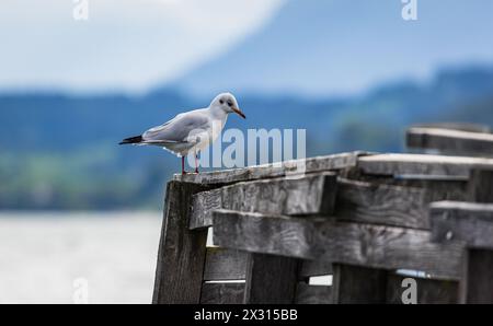 Eine Möwe steht auf einem Geländer eines Holzstegs am Zugersee. (Zoug, Schweiz, 10.09.2022) Banque D'Images