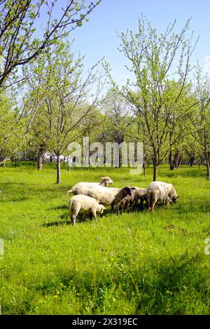 Moutons pâturant sur une prairie printanière verte - agriculture dans le village de Viscri en Transylvanie (Roumanie) Banque D'Images