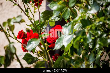 In Buchberg im Kanton Schaffhausen blühen rote Rosen. (Buchberg, Schweiz, 21.05.2022) Banque D'Images