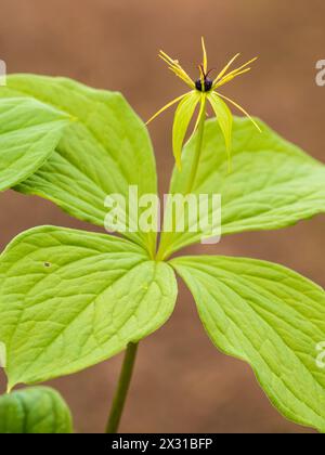 Fleurs printanières vertes et jaunes au-dessus de quatre feuilles du rustique forestier vivace britannique, Paris quadrifolia, Herb Paris Banque D'Images