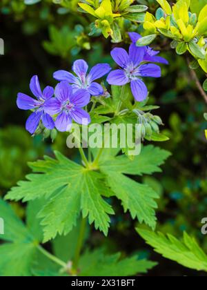 Guides de nectar foncé sur les fleurs bleues aux yeux blancs du cranesbill en bois vivace robuste, Geranium sylvaticum Banque D'Images