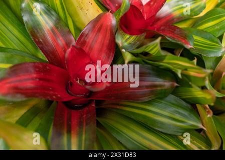 Fond de feuilles vert et rouge de broméliade rougissante. Rosette rouge ressemblant à une fleur Banque D'Images