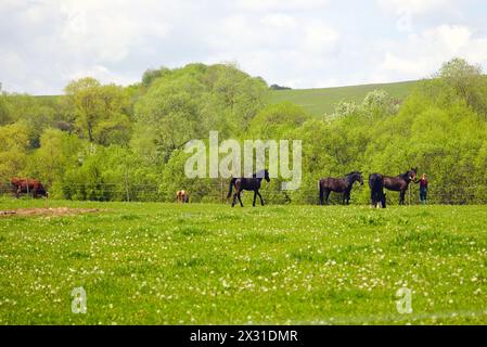 Paysage de village : chevaux qui paissent sur une prairie printanière Banque D'Images