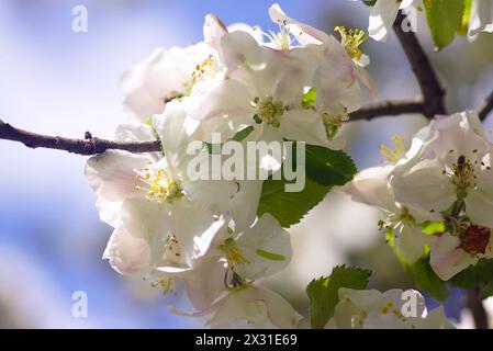 Printemps dans le verger - fleurs sur une branche de pommier gros plan. Banque D'Images