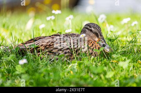 Eine Stockente liegt im Grass und geniesst die wärmende Frühlingssonne. (Diessenhofen, Schweiz, 25.05.2022) Banque D'Images