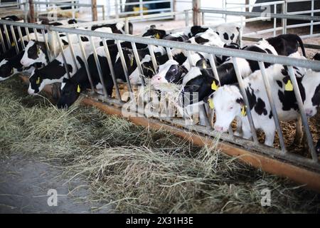 Beaucoup de petits veaux mignons mangent du foin frais dans de longues stalles dans une grande ferme. Banque D'Images