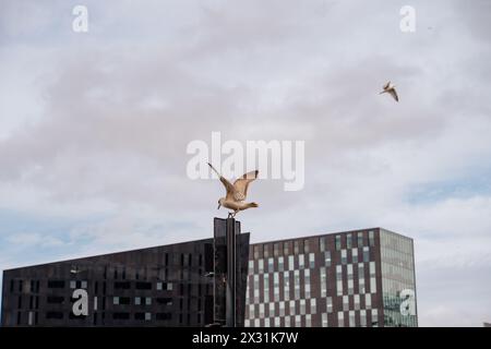 Un kingfisher assis sur un poteau déploie ses ailes et se prépare à voler. En arrière-plan, vous pouvez voir un bâtiment en verre de l'Albert Dock à Liverpoo Banque D'Images