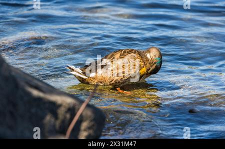 Eine Stockente BEI der Körperpflege. (Romanshorn, Schweiz, 02.07.2022) Banque D'Images