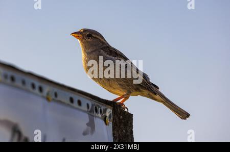 Ein Spatz sitzt auf einem Plakat in Oberglatt im Zürcher Unterland. (Oberglatt, Schweiz, 08.07.2022) Banque D'Images