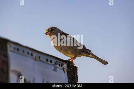 Ein Spatz sitzt auf einem Plakat in Oberglatt im Zürcher Unterland. (Oberglatt, Schweiz, 08.07.2022) Banque D'Images