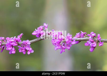 Cercis chinensis en pleine floraison, l'arbre de Judas fleurs roses au début du printemps, foyer Banque D'Images