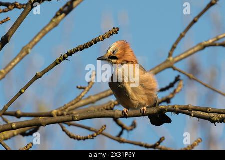 jay eurasien dans un arbre (Garrulus glandarius) Banque D'Images