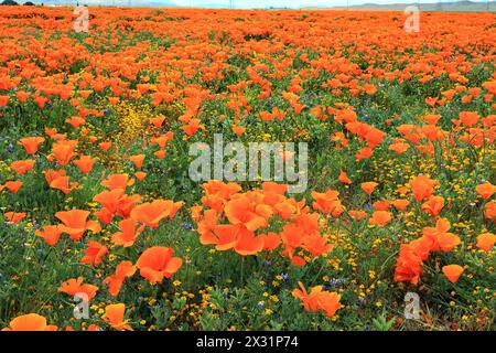 Géographie / voyage, États-Unis, Californie, Lancaster, California Poppy, ANTELOPE VALLEY, AUTORISATION-DROITS-SUPPLÉMENTAIRE-INFO-NON-DISPONIBLE Banque D'Images