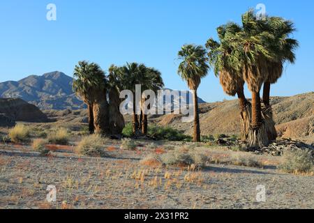 Géographie / voyage, États-Unis, Californie, Anza Borrego Desert State Park, 17 Palms Oasis, ADDITIONAL-RIGHTS-CLEARANCE-INFO-NOT-AVAILABLE Banque D'Images