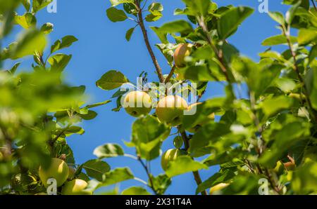 An einem Obstbaum wachsen Grüne Äpfel. (Moutier, Schweiz, 22.07.2023) Banque D'Images