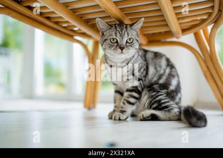 Chat tabby argenté shorthair britannique dans un salon. Chat domestique adulte passant du temps à l'intérieur à la maison. Animal familial à la maison. Banque D'Images