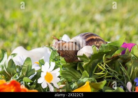 Un gros escargots sur un bouquet de fleurs artificielles Banque D'Images