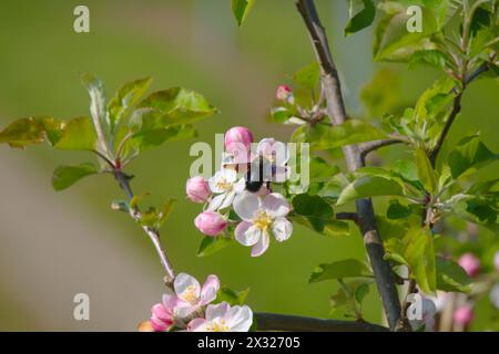 Abeille menuisière violette (Xylocopa violacea) la plus grande abeille sauvage en Allemagne en fleur de pommier (Breisach, Baden, Allemagne) Banque D'Images