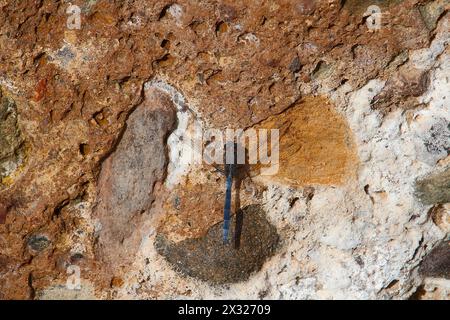 Dragonfly mâle adulte écumoire (Orthetrum chrysostigma) sur l'île de Ténérife, Espagne Banque D'Images