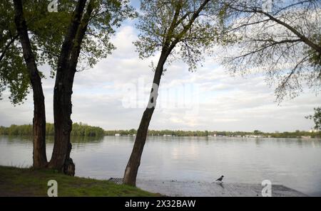 KIEV, UKRAINE - 24 AVRIL 2024 - le parc Natalka, dans le district d'Obolonskyi, est inondé en raison de la montée du niveau d'eau dans le fleuve Dnipro, Kiev, capitale de l'Ukraine. Banque D'Images