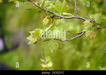 Branche d'arbre plat avec les premières petites feuilles sur un fond vert. Banque D'Images