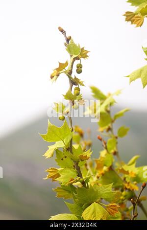 Arbre Sycamore au printemps : jeunes feuilles et fruits sur une branche en gros plan Banque D'Images