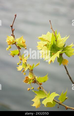 Branche d'arbre plat avec de petites feuilles fraîches sur un fond d'eau Banque D'Images