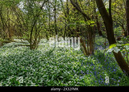 Woodland dans le Sussex un matin de printemps, avec un capet d'ail sauvage et de bluebells Banque D'Images