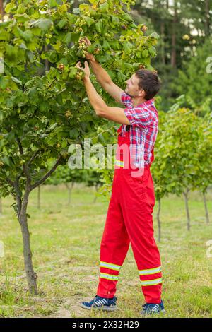 L'homme caucasien fermier plucks collecte des noisettes mûres dans les rangées d'arbres de noisetier à feuilles caduques dans le jardin. Jardinier agronome cultivant des fruits à noix crus sur plantation Banque D'Images