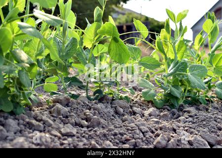 La photo montre une plantation avec une plante de pois. Les tiges faibles de la plante de pois avec de jeunes feuilles ont percé le sol. Banque D'Images