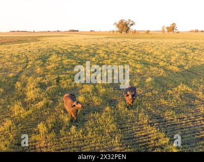 Deux buffles dans un champ de la pampa Argentine au coucher du soleil, Las Flores, province de Buenos Aires, Argentine. Banque D'Images