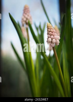 Muscari 'Pink Sunrise' fleurs (jacinthe de raisin rose) de gros plan et d'en bas pour montrer le détail des pointes de fleurs rose pâle Banque D'Images