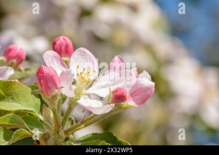 Gros plan d'une fleur de pomme délicate au printemps, avec des bourgeons roses autour d'elle Banque D'Images