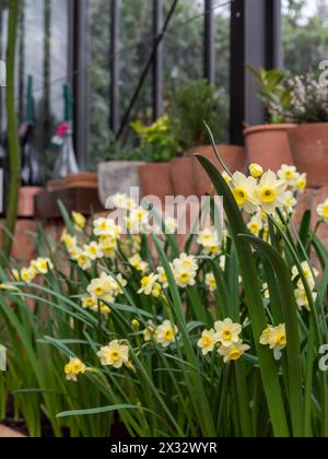 Narcisse 'Minnow' dans un lit de serre ; une jonquille miniature, parfumée, à plusieurs têtes avec de petites fleurs crème et jaune Banque D'Images