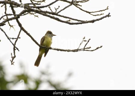 Great Crested Flycatcher perché dans un arbre au printemps ; contre le ciel nuageux Banque D'Images