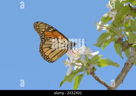 Vue ventrale d'un papillon monarque au début du printemps, obtenant le nectar d'une fleur de pomme, avec un fond de ciel bleu Banque D'Images